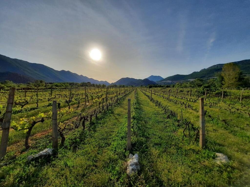 Redovi vinove loze u vrgorskom vinogradu pod zalazak sunca